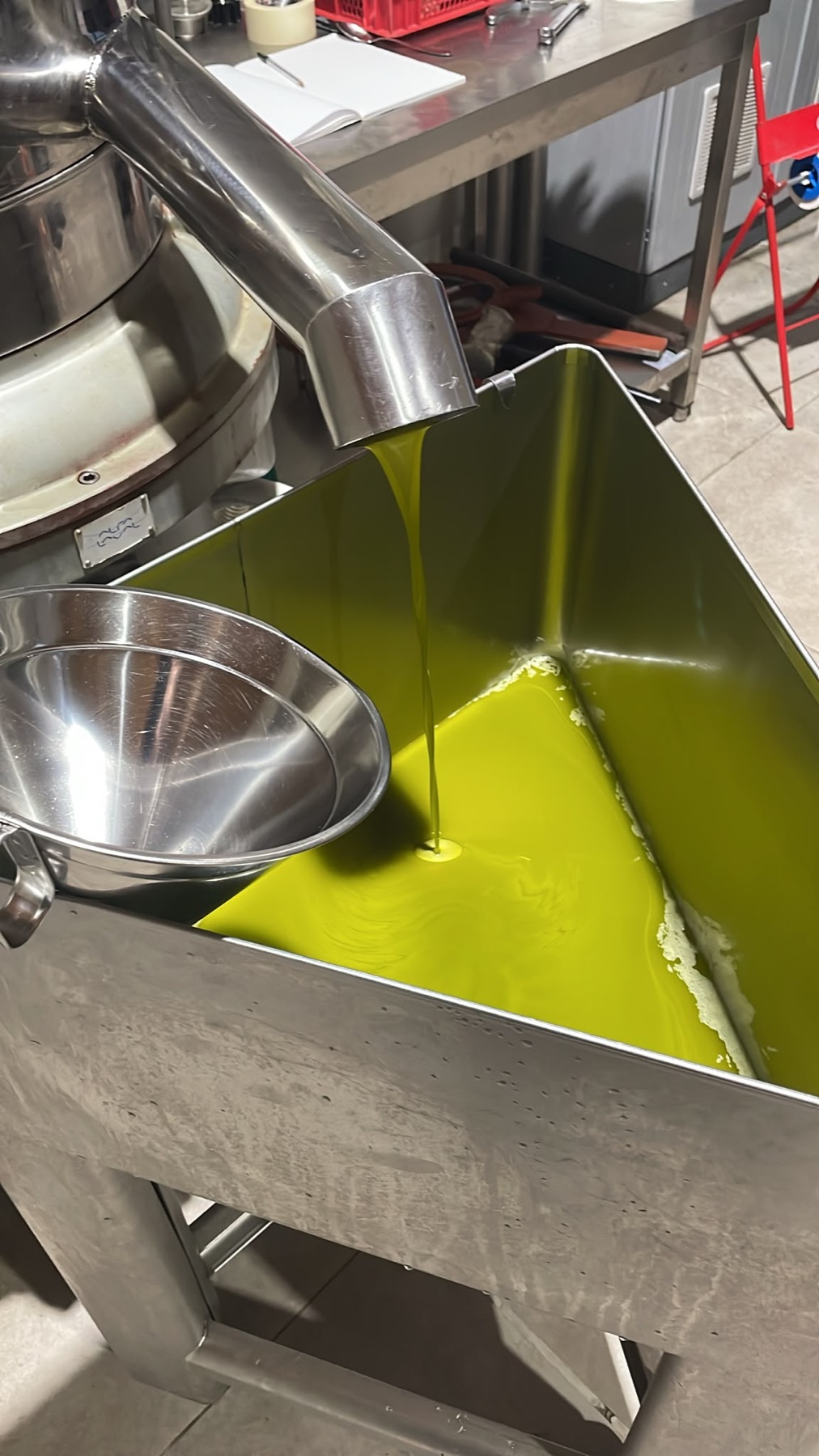 L'olio nuovo che esce al frantoio